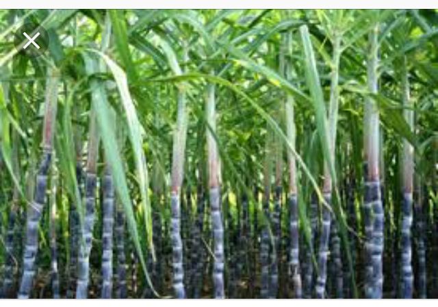 Sugarcane Market