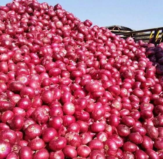 Benefits of Sprouted Onions