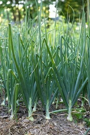 Hydroponic Onion Farming