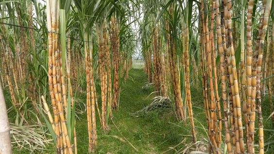 Sugarcane Industry