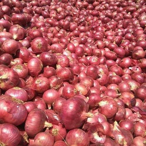 Commercial Onion Farming