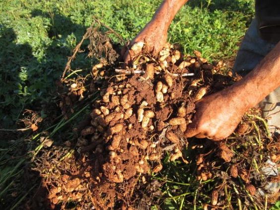 Organic Farming of Peanuts