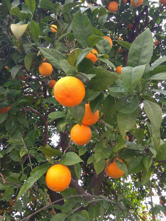 Orange Seedlings