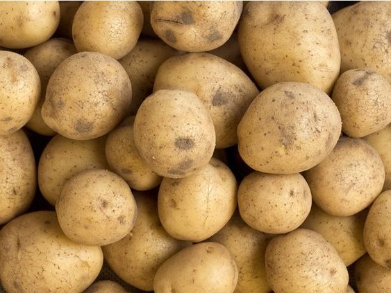 Potato Genetics