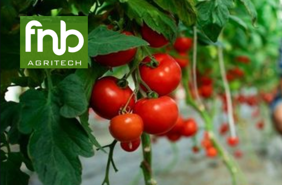 Organic Tomato Harvest