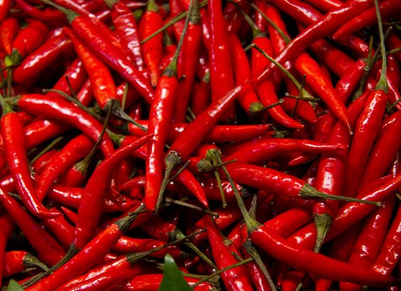 Chili Pepper Farming