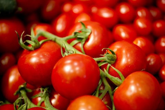 Organic Tomato Seedlings