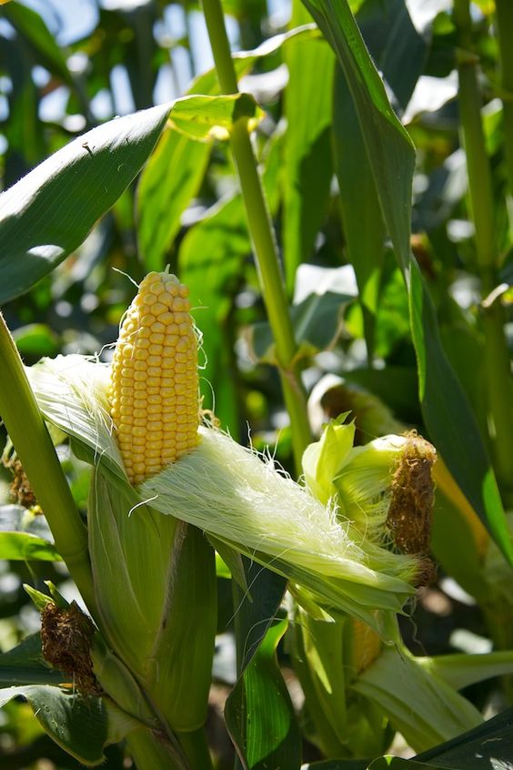 Corn Growth Monitoring