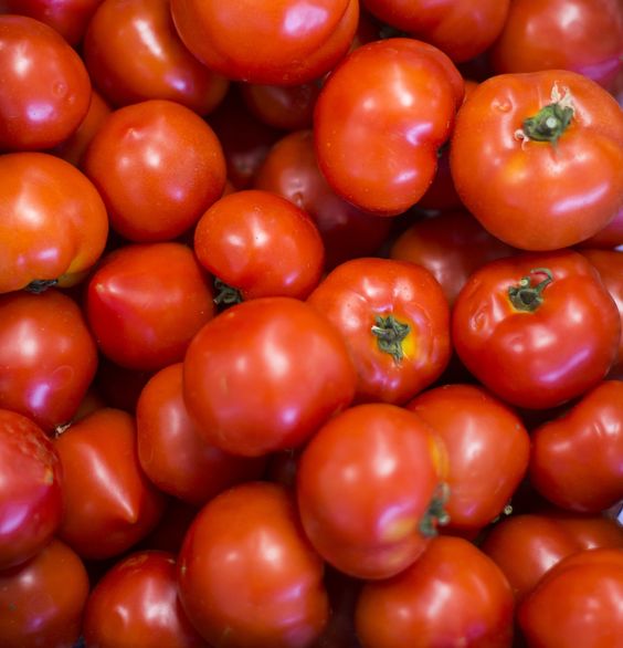 Organic Pesticide for Tomatoes