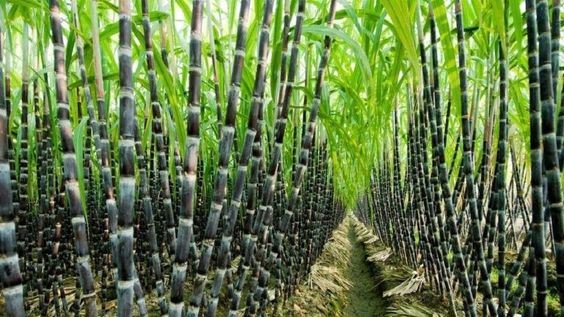 Sugarcane Derivatives