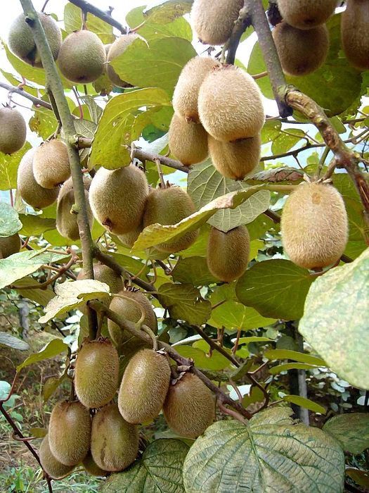 Kiwi Farming