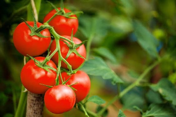 Organic Tomato Plants