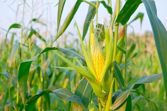 Corn Yield Increase