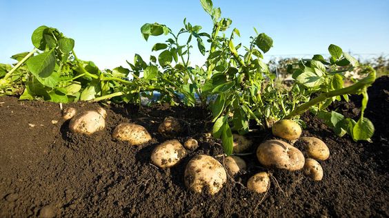 Potato Breeding