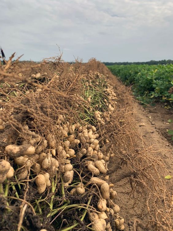 Sustainable Peanut Cultivation