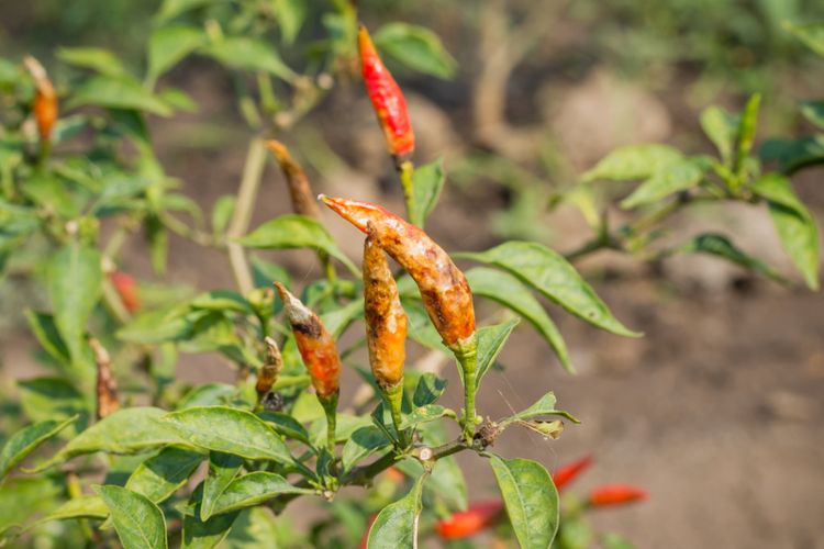 Managing Fungal Diseases in Chili Plants