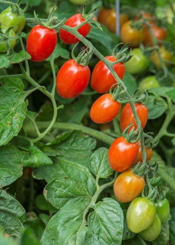 Tomato Plant Diseases