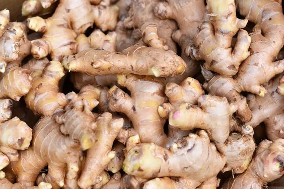 Diseases Affecting Ginger Plants