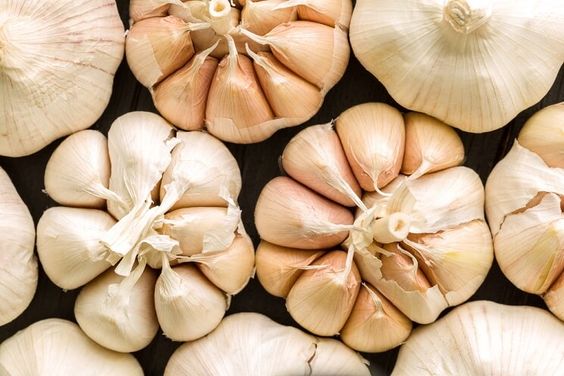 Diseases in Garlic Plants