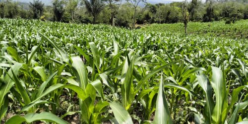 Foto FnB Agritech Pakpak Bharat